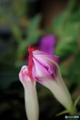 街に咲く花
