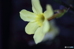 街に咲く花