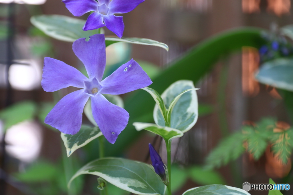 街に咲く花