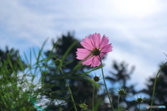  昭和記念公園