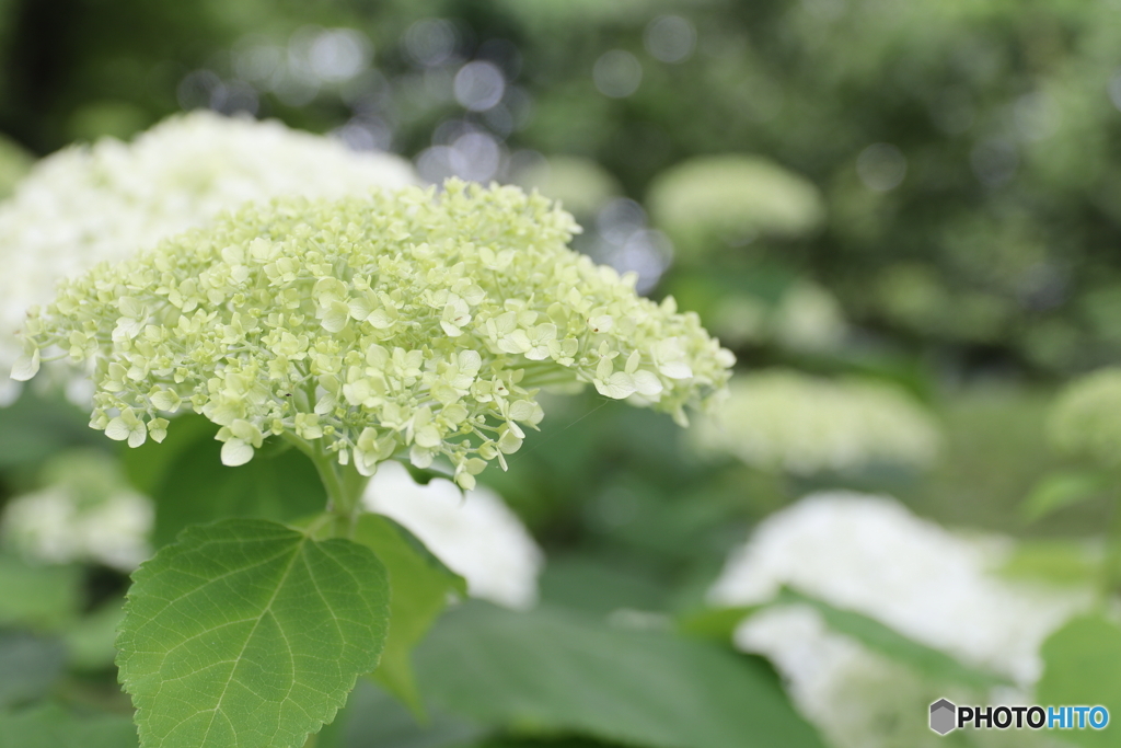 紫陽花