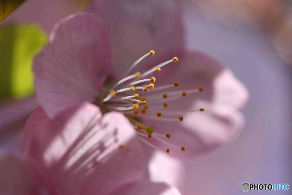 街に咲く花