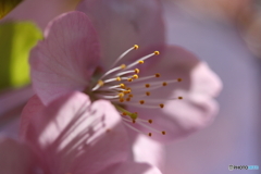 街に咲く花