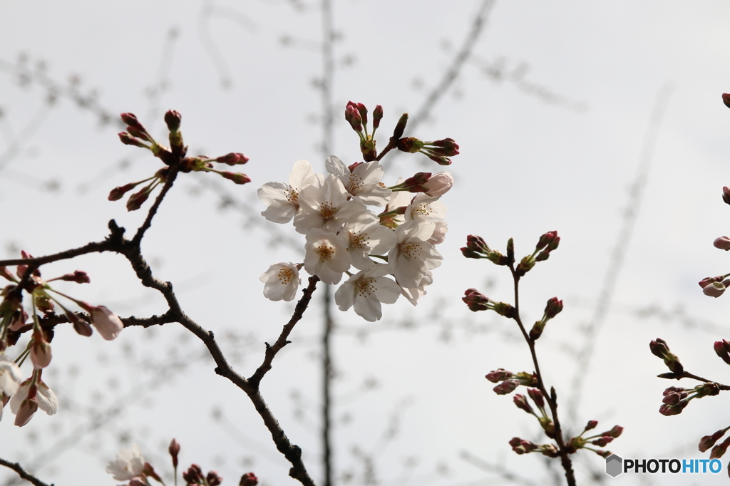 桜
