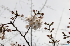 桜