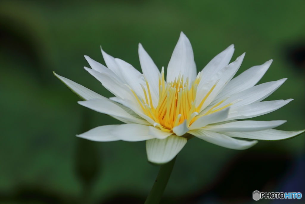 植物園の花