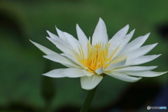 植物園の花