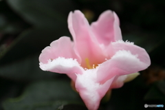 街に咲く花