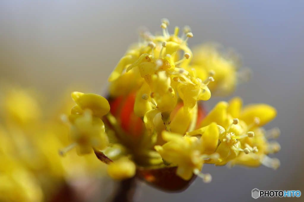 郷土の森