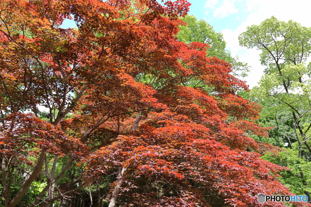春紅葉