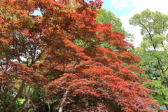 春紅葉