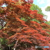 春紅葉