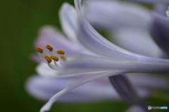 街に咲く花