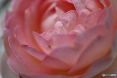 街に咲く花