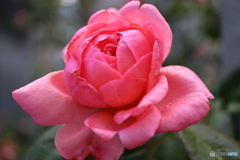 街に咲く花