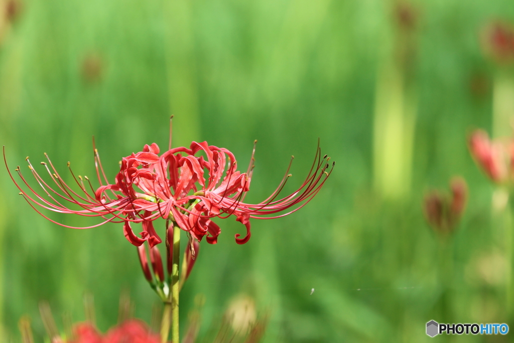 郷土の森