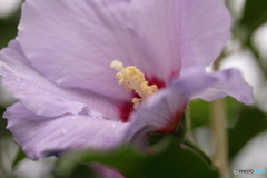 街に咲く花