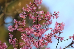 街に咲く花