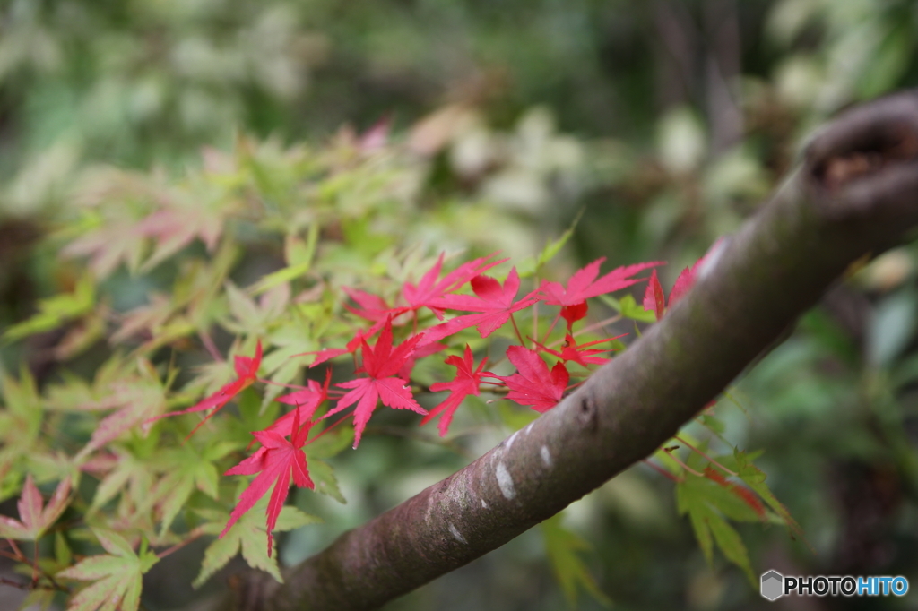 プチ紅葉(^^)