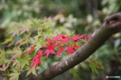 プチ紅葉(^^)