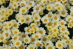 街中の花