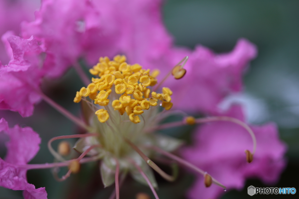 街に咲く花