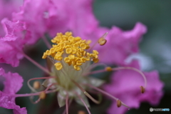 街に咲く花