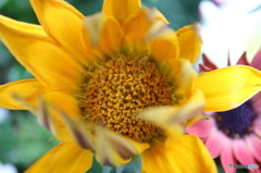 街中の花