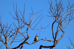 野鳥