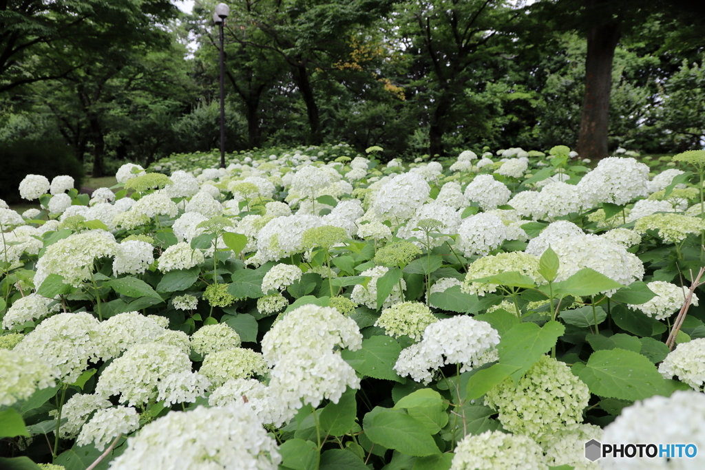 紫陽花