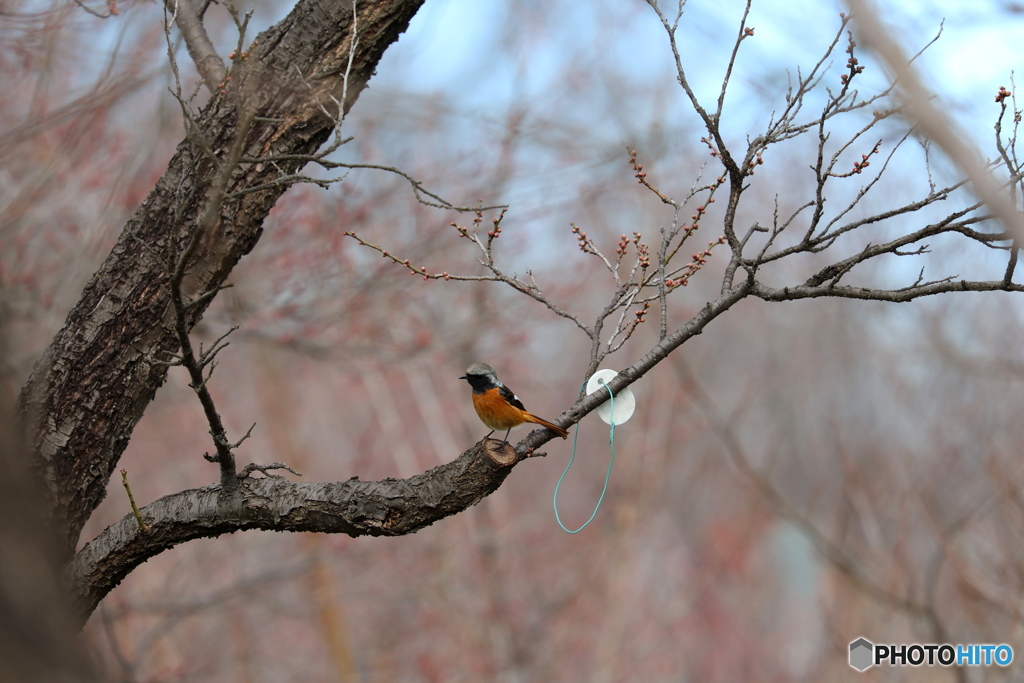 野鳥