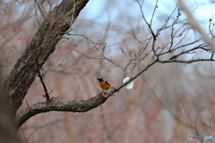 野鳥