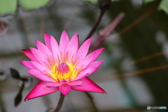 神代植物公園 