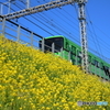 街に咲く花