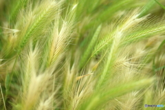 草