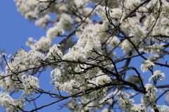 桜？