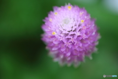 街に咲く花