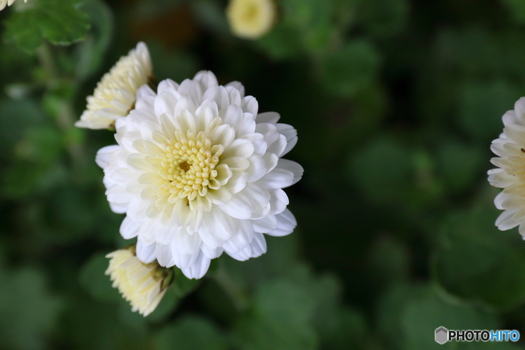 菊の花