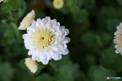 菊の花