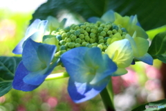 街に咲く花