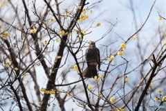 野鳥