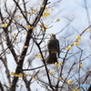 野鳥