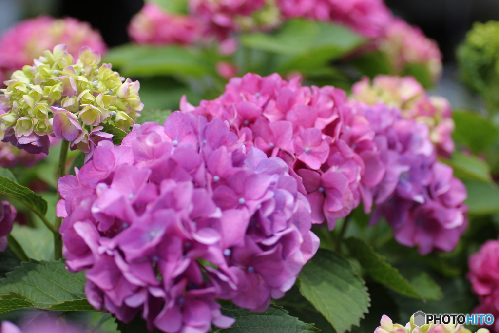 紫陽花