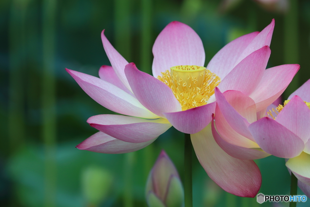 蓮の花
