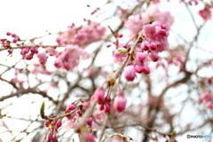 街に咲く花