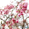 街に咲く花