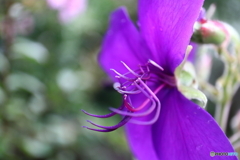街に咲く花