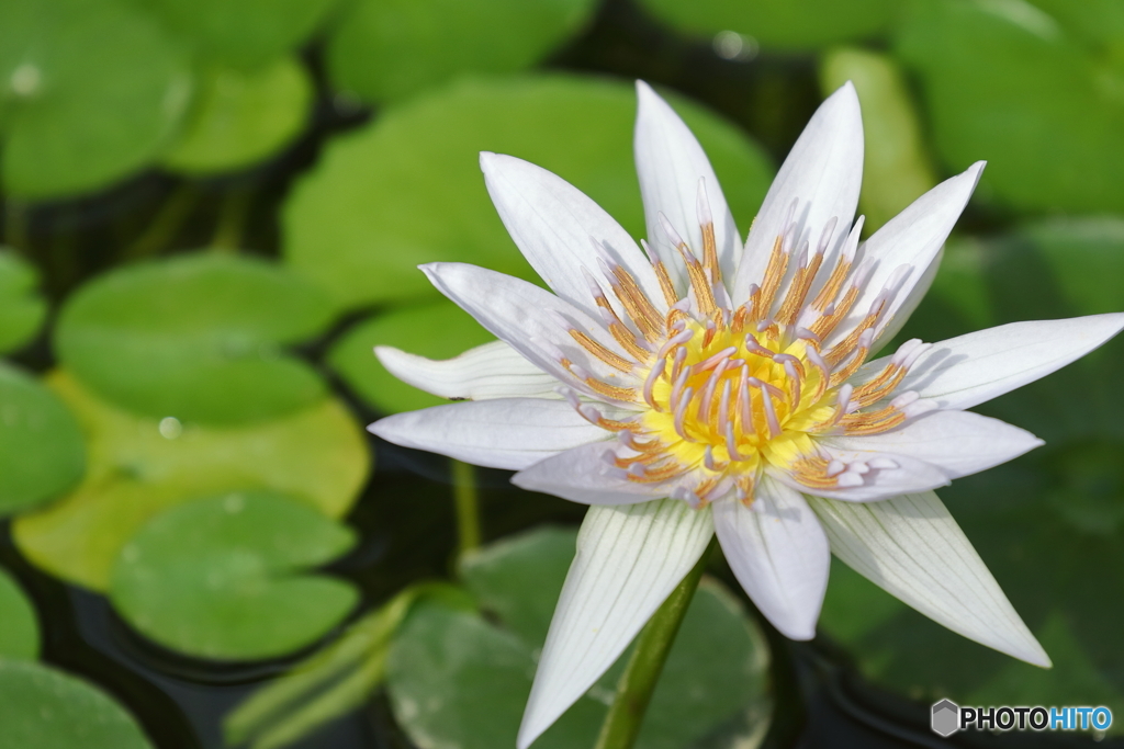 神代植物公園