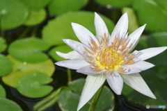 神代植物公園