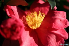 街に咲く花